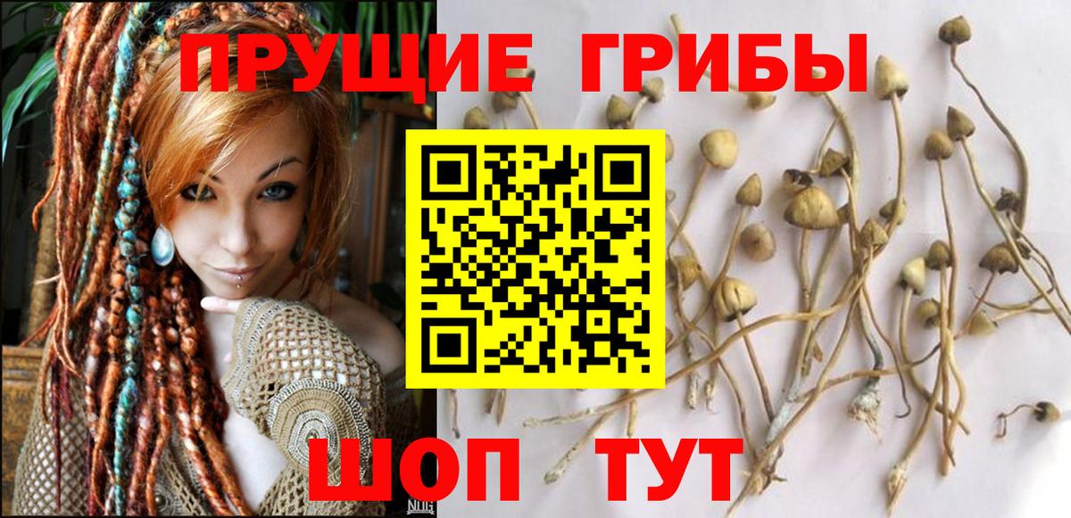 Галлюциногенные грибы GOLDEN TEACHER Истра